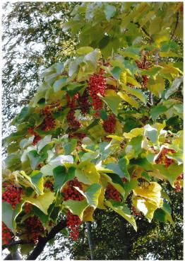 「飯桐」の深紅に色づく房状の実