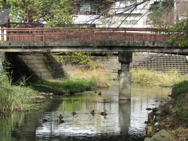 かもの親子が気持ちよさそうに泳ぐ坂川