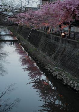 坂川ライトアップされた河津桜並木