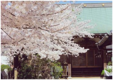 大正寺と桜