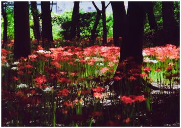 林間に10万本の赤・白の彼岸花は他には見られない見事なもの