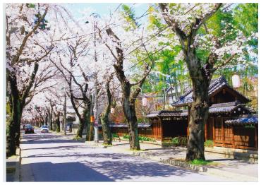 常盤平さくら通り