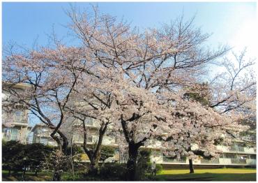 常盤平団地のさくら