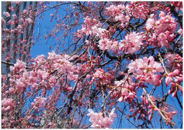 市民センター裏の枝垂桜