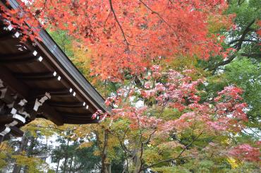 鉛色の空に映える紅葉