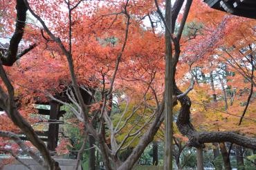 過ぎ行く季節を彩る紅葉