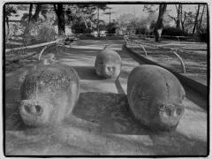 松戸中央公園の3匹の豚