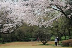桜が満開の戸定が丘歴史公園