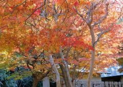 秋の紅葉がきれいな戸定が丘歴史公園