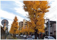 私の散歩道