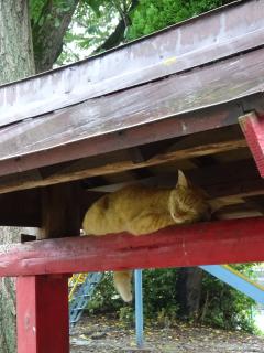 馬橋弁天神社　朝寝を決め込む地域猫