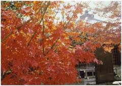 東漸の紅葉