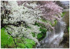 桜の大木が美しく並び菜の花の黄色のコントラストが映える
