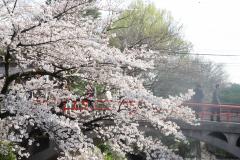 桜の時期の松戸神社