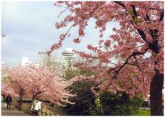 河津桜が咲き誇る坂川