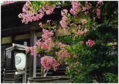 真夏の暑さにも負けずに咲く、松竜寺の猿滑の花の古木
