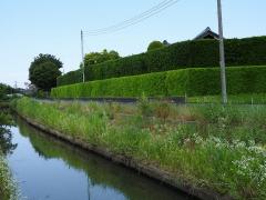 古ヶ崎・生垣のある風景