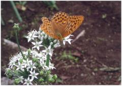 ネギボウズに集る（たかる）蝶の白小花と薄茶