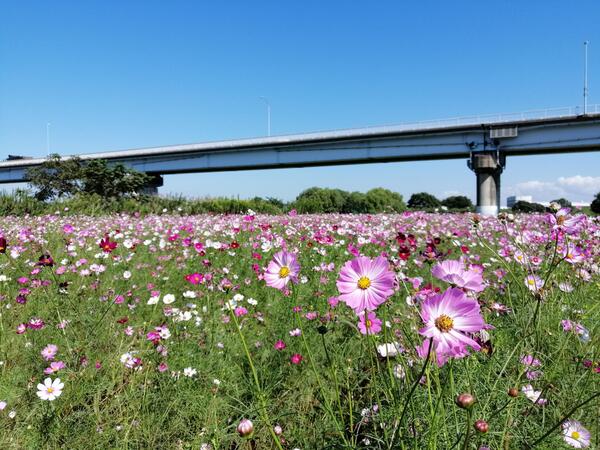 満開のコスモス畑
