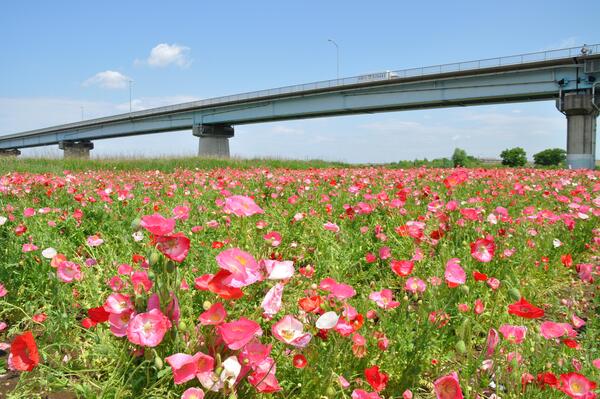 満開のポピー畑