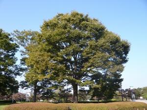 八柱霊園参道より移植されたケヤキ写真