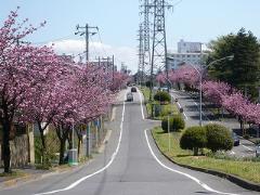 小金原の街路樹写真