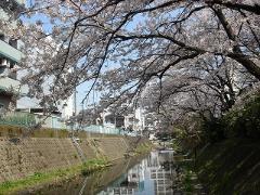 桜が咲く坂川の写真