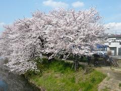 新坂川桜並木の写真