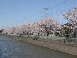 川から見た桜並木の写真