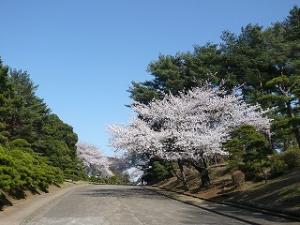 桜の写真