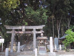 浅間神社の極相林の写真