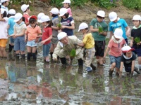 田植えをしている写真