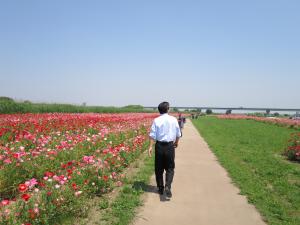 江戸川フラワーライン春の花まつり2014-3