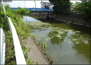 平成30年8月の坂川の藻の繁茂