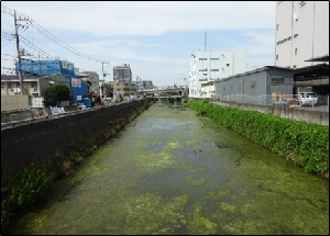 平成30年8月の新坂川の藻の繁茂