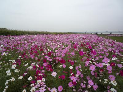 江戸川松戸フラワーライン