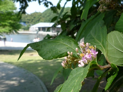 ムラサキシキブの花