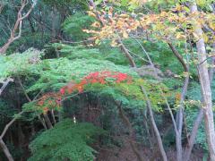 続・紅葉が始まりました