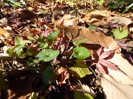 タチツボスミレの葉