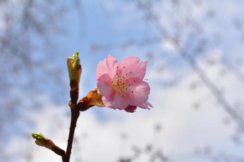 河津桜