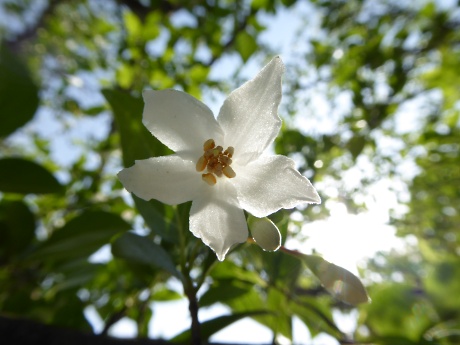 エゴノキの花