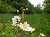 ノイバラの花