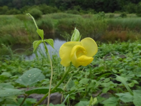 ヤブツルアズキの花