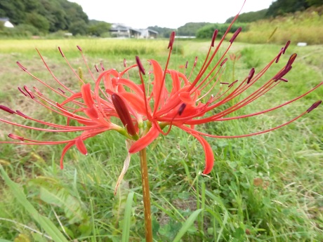 みどりの里のヒガンバナ