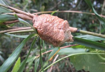 カマキリの卵鞘