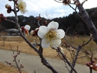 みどりの里のウメの花