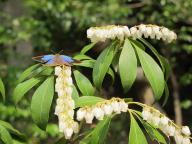 アセビの花