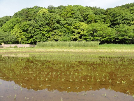 田んぼの風景