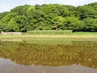 田んぼの風景