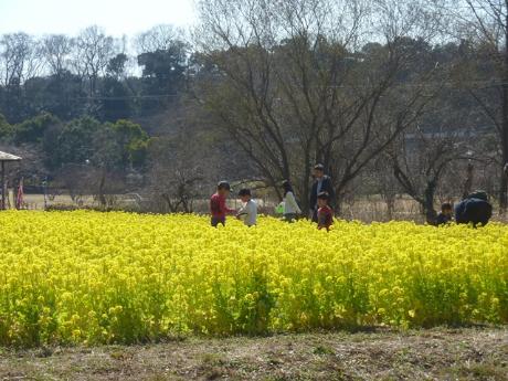 菜の花畑